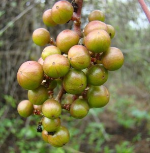 Olok (Ampelocissuslatifolia)    