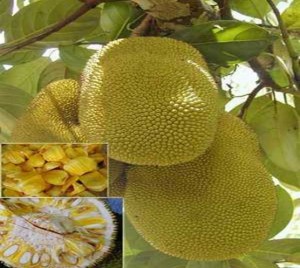 Jack Fruit (Artocarpusheterophyllus) 