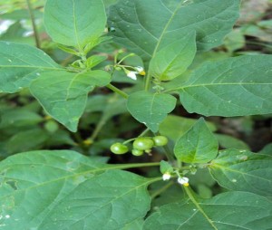 Ocuga (Solanumnigrum)   